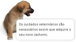 conselhos cachorro